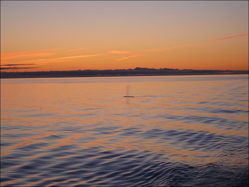 407 - humpback whale moonlight swim.JPG