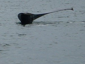 234 - Humpback Whale Tail.JPG